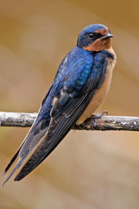 Barn Swallow