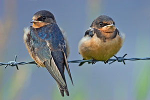 Barn swallow