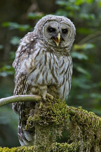 Barred-owl photo by NP