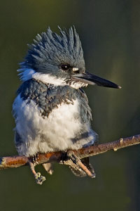 Belted Kingfisher photo