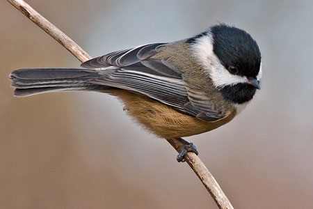 Black-capped Chickadee photo by Natures Pics