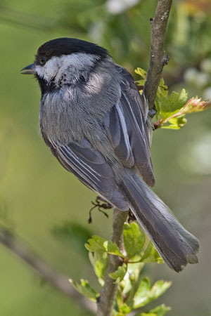 Black-capped Chickadee photo by Natures Pics