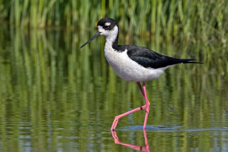 Black-necked Stilt photo by Natures Pics