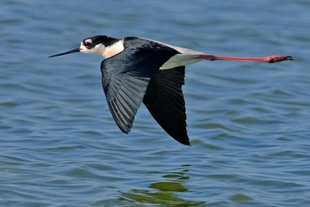 Black-necked Stilt photo by Natures Pics