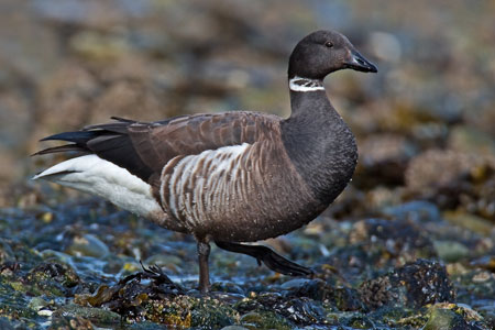 brant photo