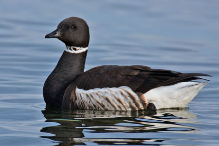 brant photo