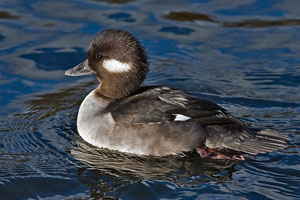 Bufflehead photo by NP