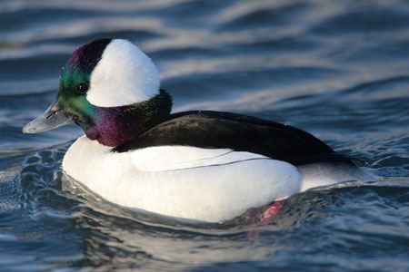 Bufflehead photo by NP