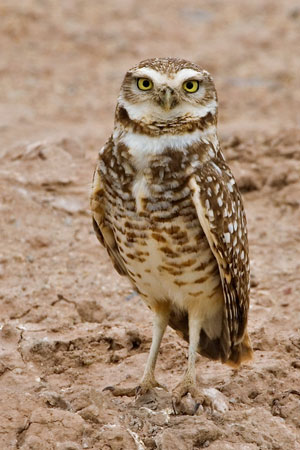 Burrowing owl photo