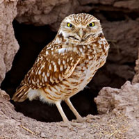 owl photo