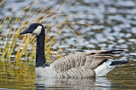 Canada goose photo