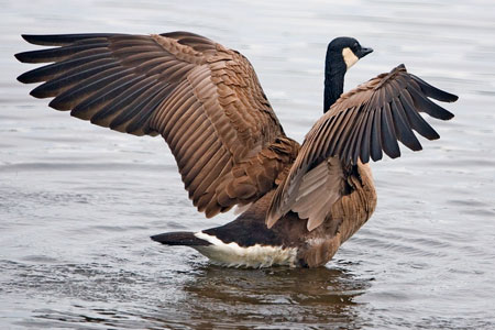 Canada goose photo