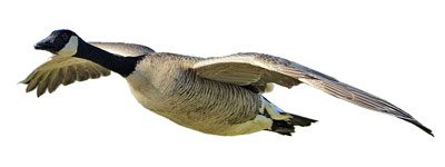 Canada goose photo