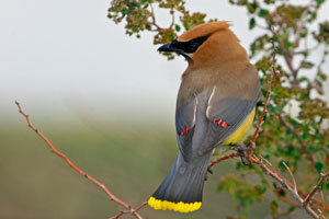 Cedar Waxwing