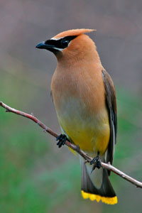 Cedar waxwing photo