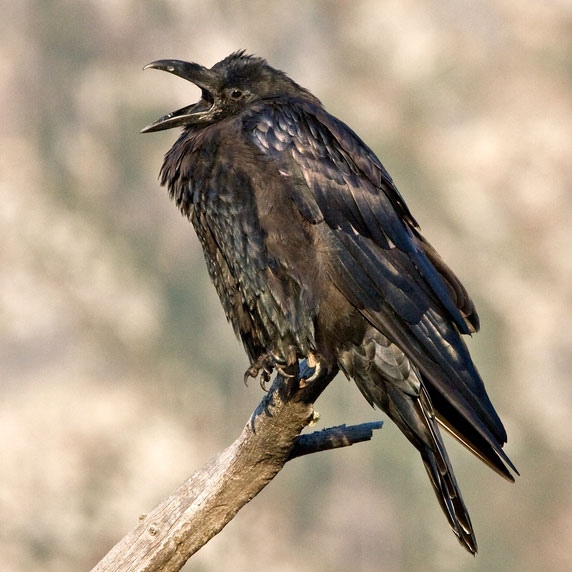raven photo by Natures Pics