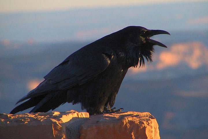raven photo by Lantz