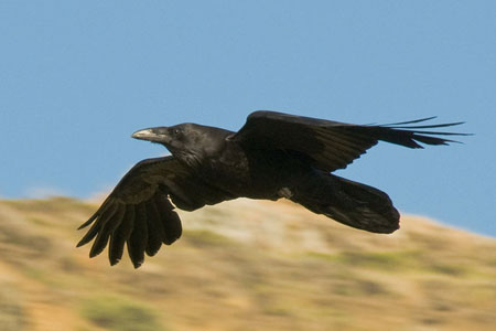 raven photo by Petersen