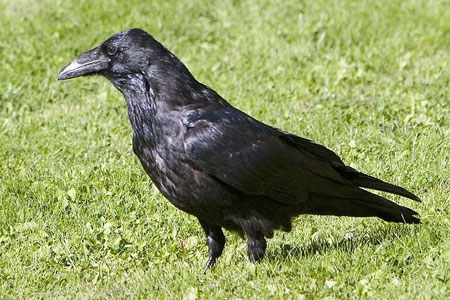 Birds