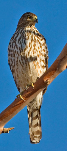 Cooper's Hawk photo by Natures Pics
