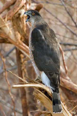 Cooper's Hawk photo by Natures Pics
