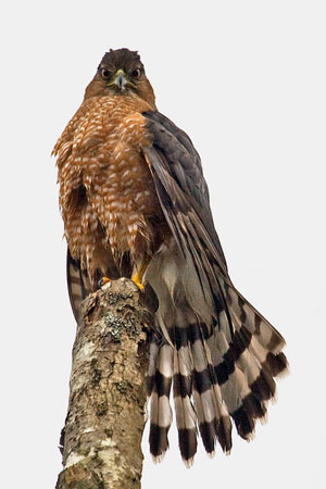 Cooper's Hawk photo by Natures Pics