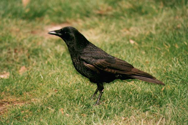 crow photo by Tim Knight