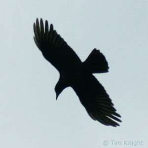 crow photo