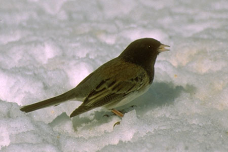 Dark-eyed Junco photo