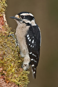 Female Downy Woodpecker