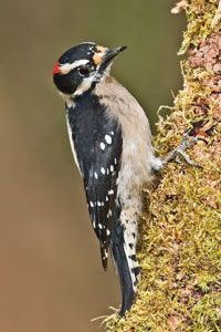 Male Downy Woodpecker