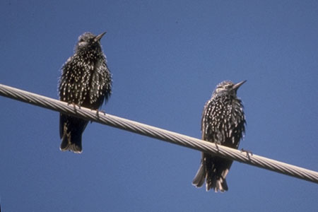 European Starling 