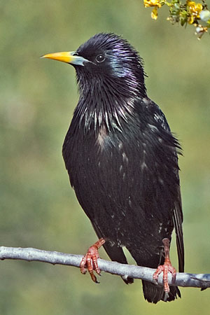 European Starling 