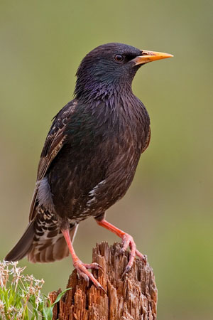 European Starling 