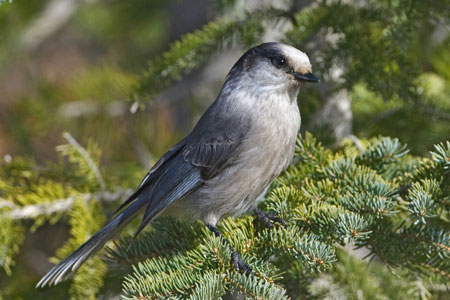 Gray Jay photo by Natures Pics