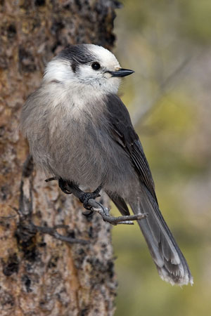 Gray Jay photo by Natures Pics