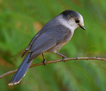 Gray jay photo