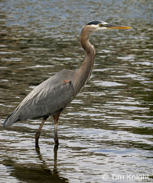 Great Blue Heron photo by Tim Knight