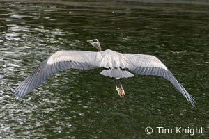 Great Blue Heron photo by Tim Knight