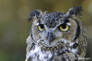 Great horned owl