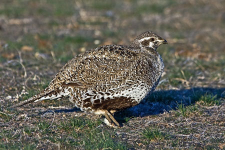 american wigeon photo