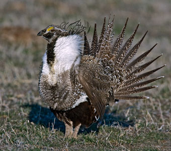 Sage grouse photo