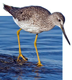 Bird Watchers in Lake County, Florida