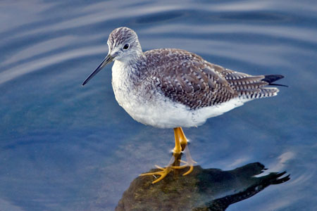 Greater Yellowlegs photo by Natures Pics