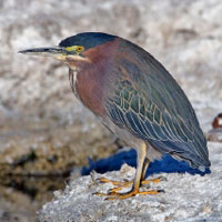 Green Heron photo by Alan Wilson