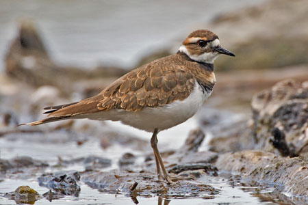 Killdeer photo by NP