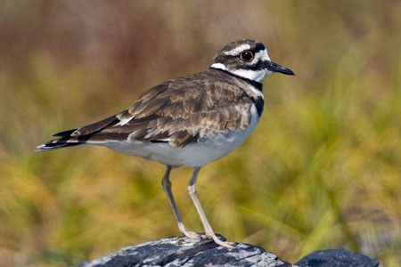 Killdeer photo by NP