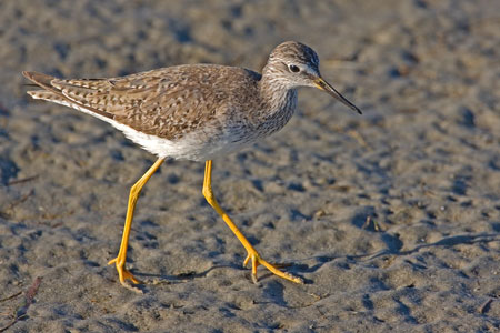 Lesser Yellowlegs photo by Natures Pics