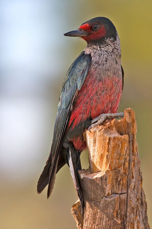 woodpecker photo