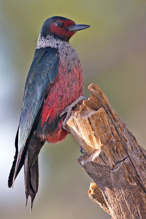 woodpecker photo